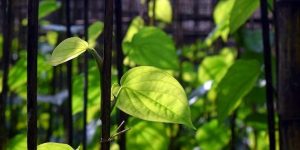Read more about the article Menanam Daun Sirih Antiseptik Alami di Rumah